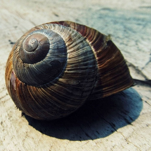escargotplage